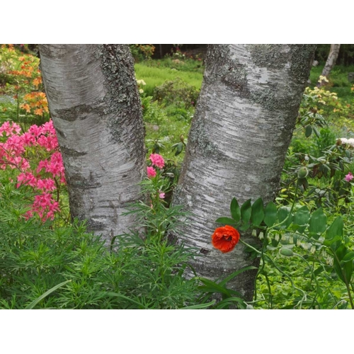 Canada, New Brunswick Birch tree and flowers